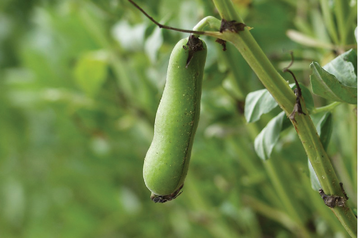 Read more about the article בענין כתם פחות מכגריס בזמננו